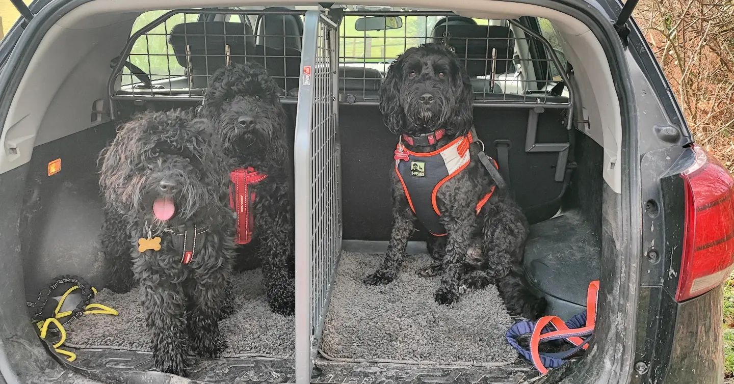Chester&Co - 🧡 cockapoo crew🧡 | Facebook