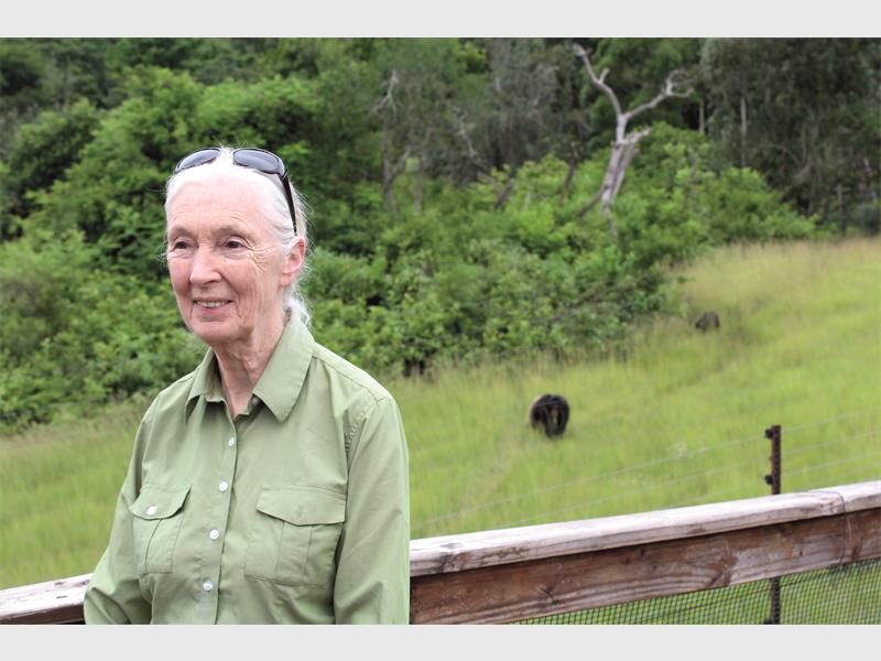 Letaba-Limpopo - Caxton Network News | Chimp conservationist Jane ...