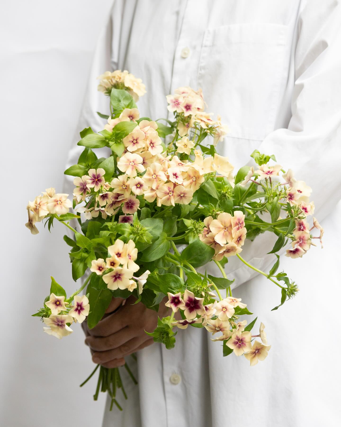Phlox drummondii 'Cherry caramel' フロックス チェリーキャラメル
