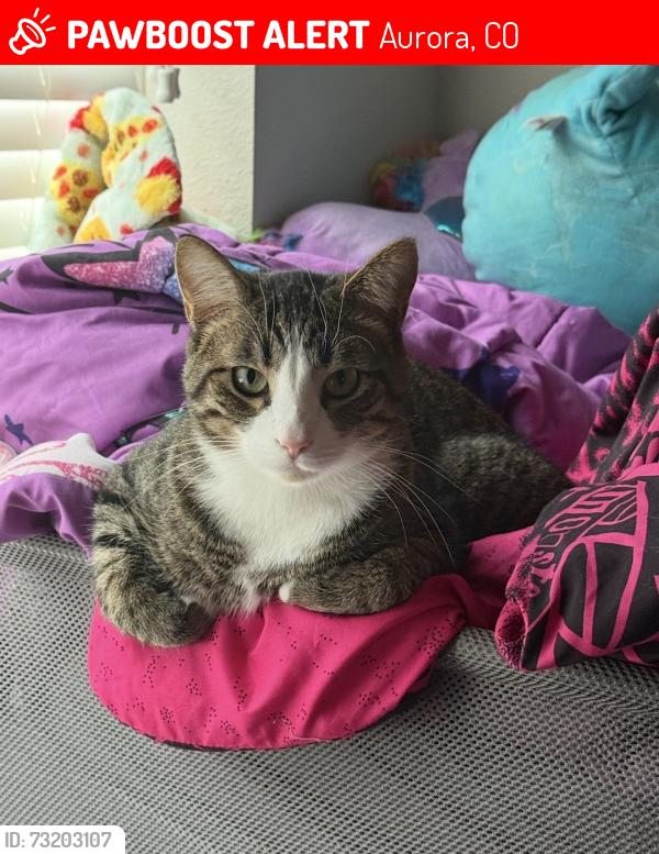 Aurora, - 🚨 Roo was LOST YESTERDAY in Aurora, CO 80015 near