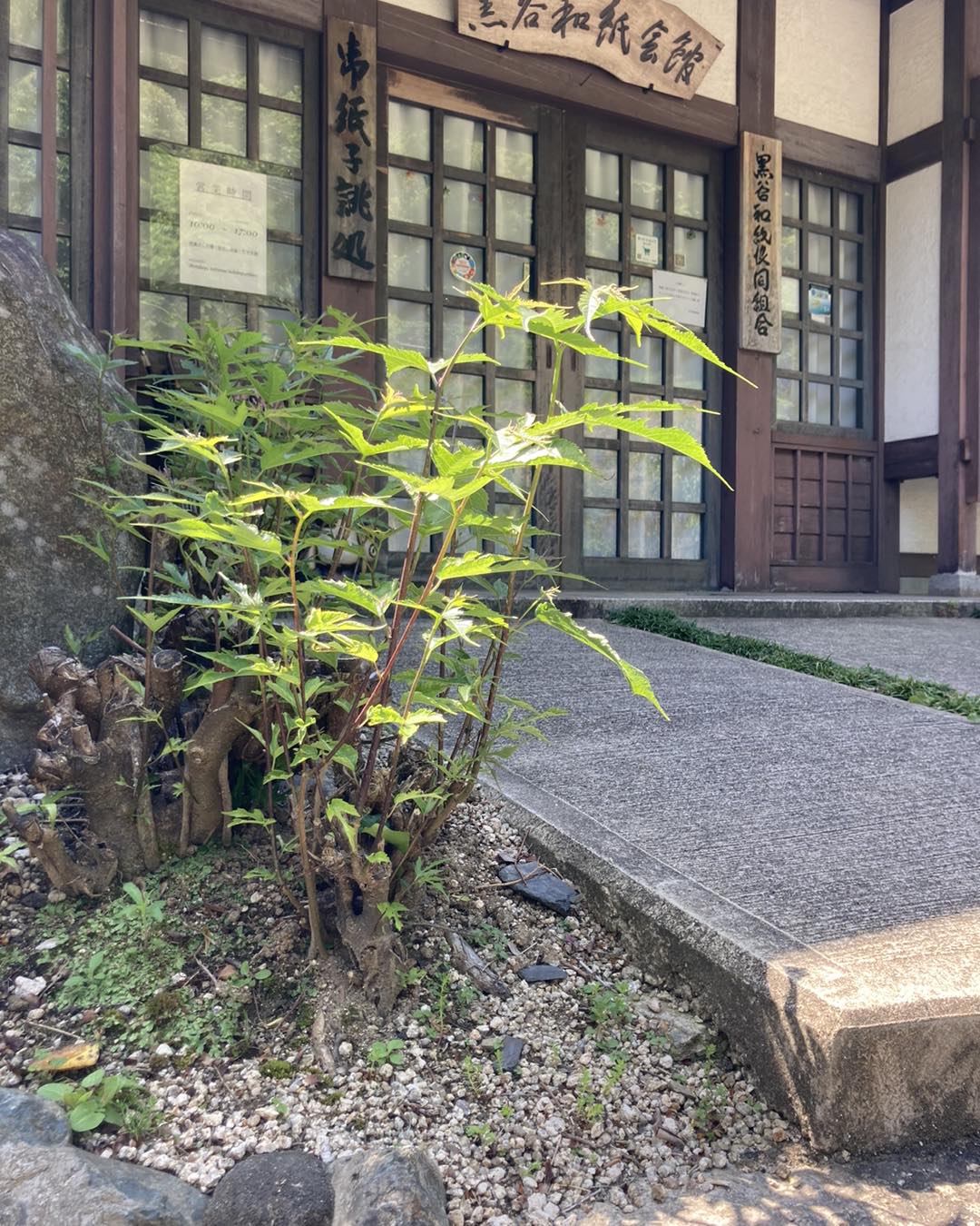 黒谷和紙の里（京都・綾部） - 黒谷和紙会館前にある楮の木がスクスクとのびています。畑で育てている楮も同じく大きくなってきていて、これから脇目 ...