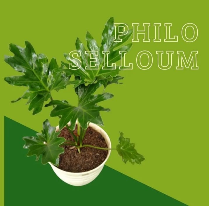 PUSAT PHILO JARI DENDRUM DAN TAMANAN HIAS | Facebook