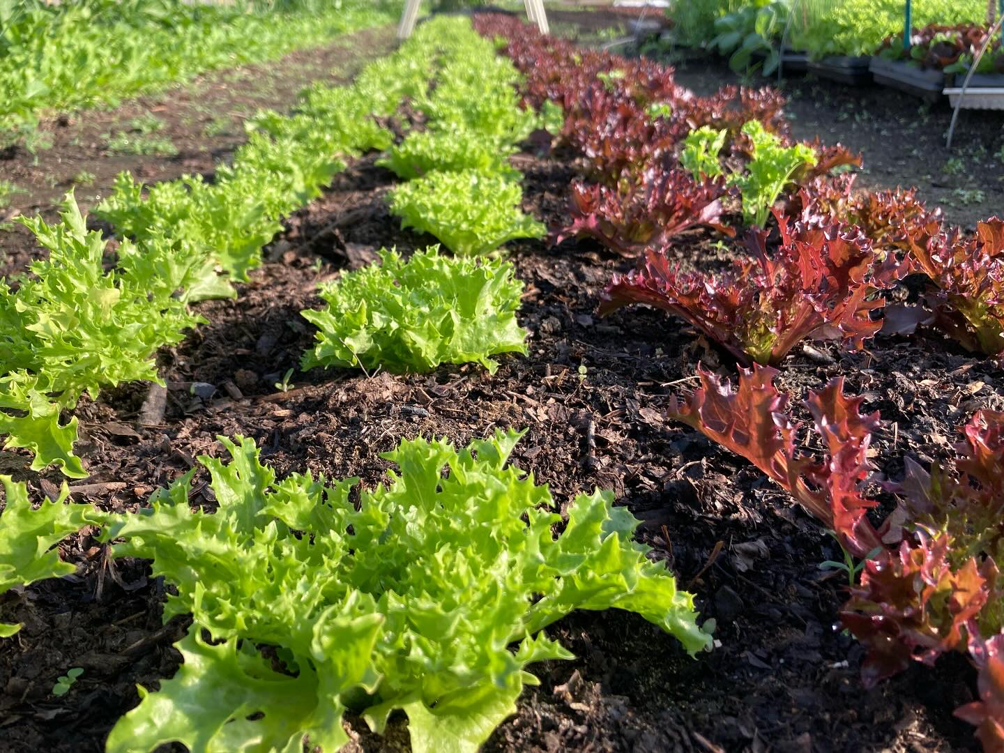 Native Roots Farm | Wanatah IN