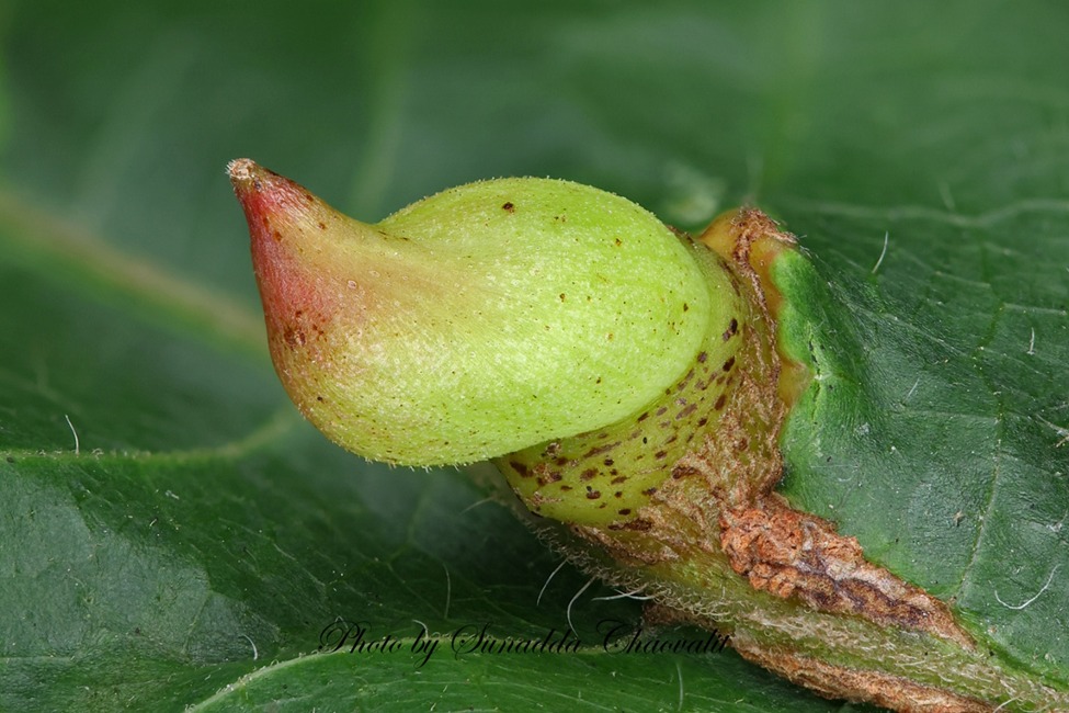 Insect Museum Thailand - พิพิธภัณฑ์แมลง ประเทศไทย - ภาพที่ 2 ลักษณะ ...