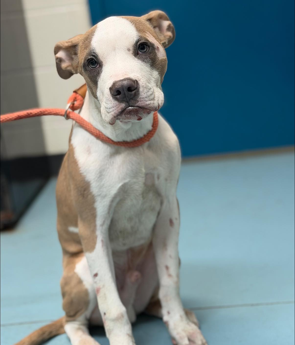 Portsmouth Humane Society | Portsmouth VA