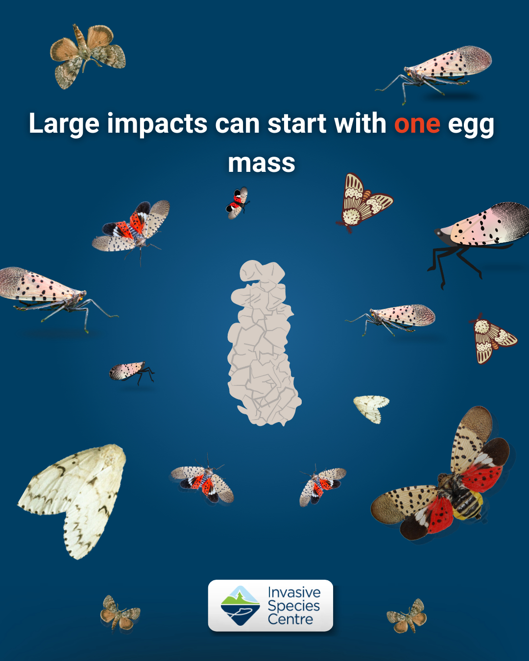 Invasive - Did you know that you can help protect your community from ...