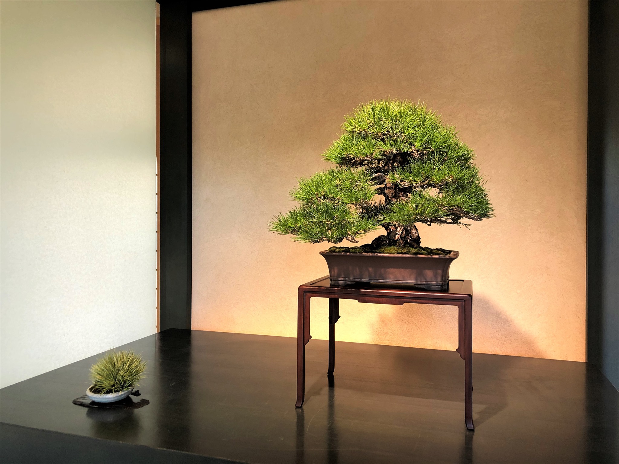 黒松（くろまつ） 銘 瑞光（ずいこう） 推定樹齢120年 Kuro-matsu
