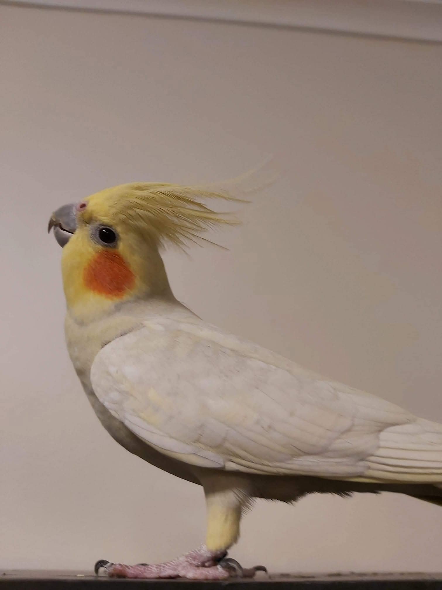 Majestic cockatiel Merle shows off