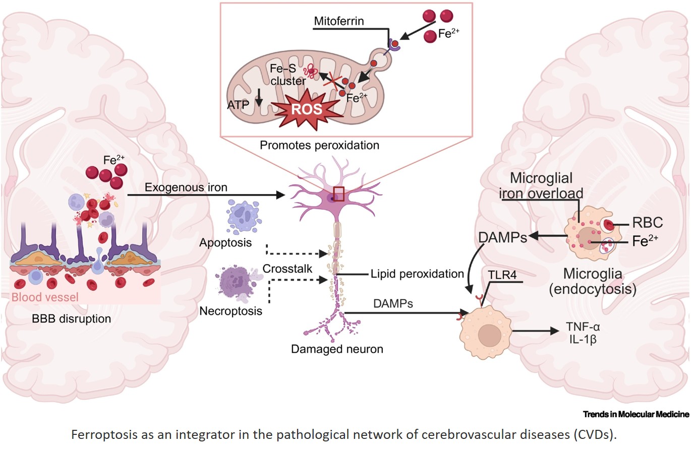 does glutathione affect blood clotting Infection of Helicobacter pylori contributes to the progression of gastric cancer through ferroptosis Can You Take Glutathione with