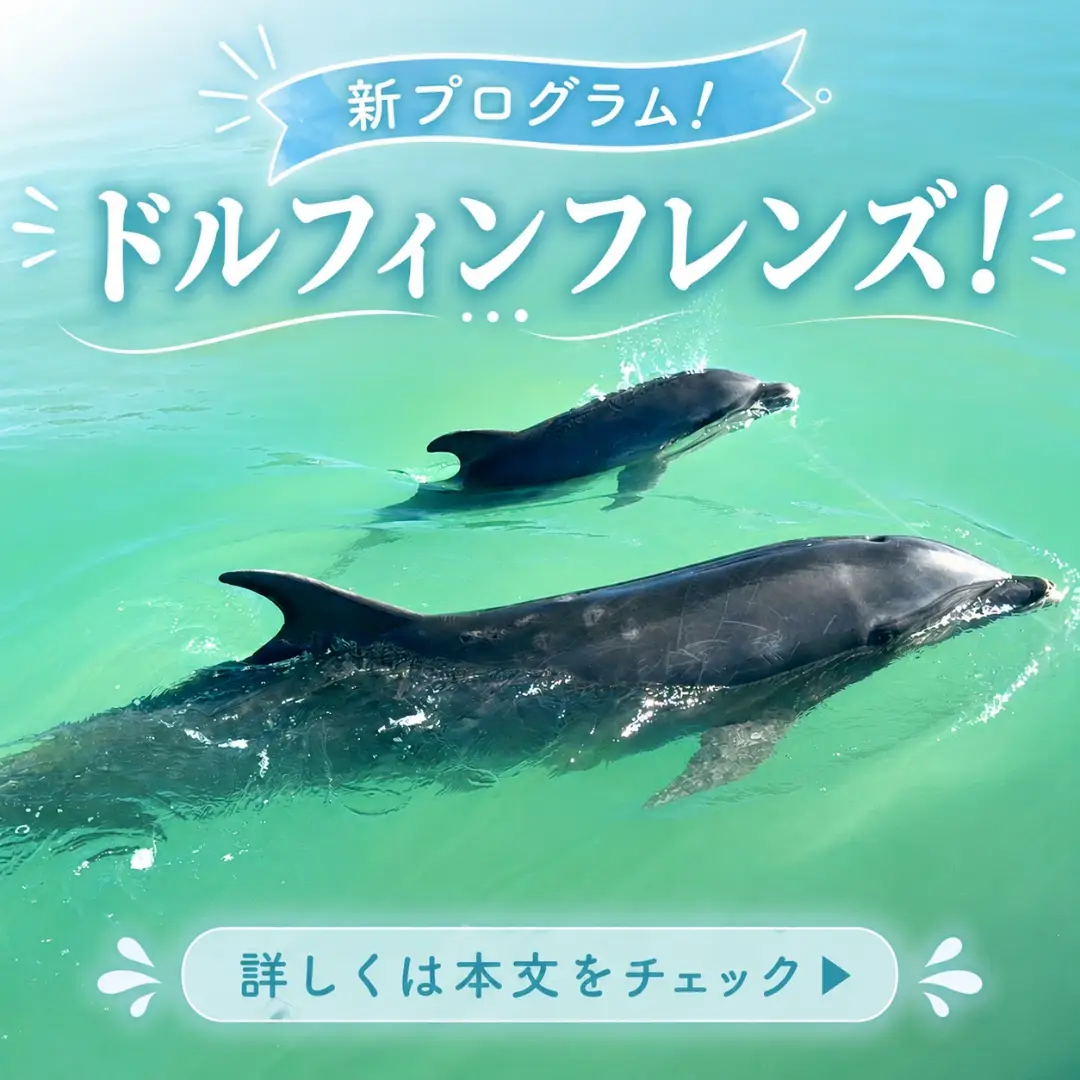 🐬新プログラム登場！🐬 マリンピアザオキナワに、宿泊者限定