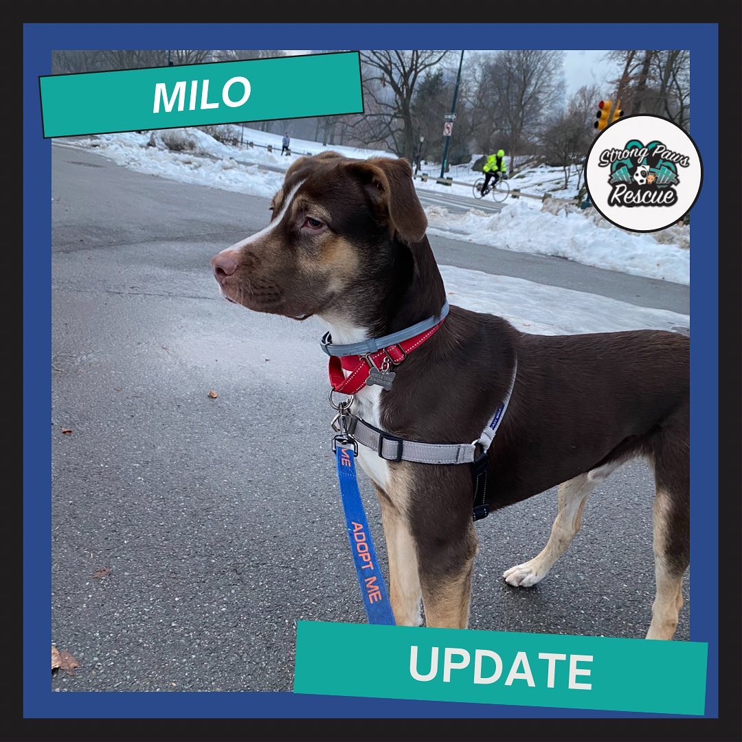 We wanted to give an update on Milo!... - Strong Paws Rescue
