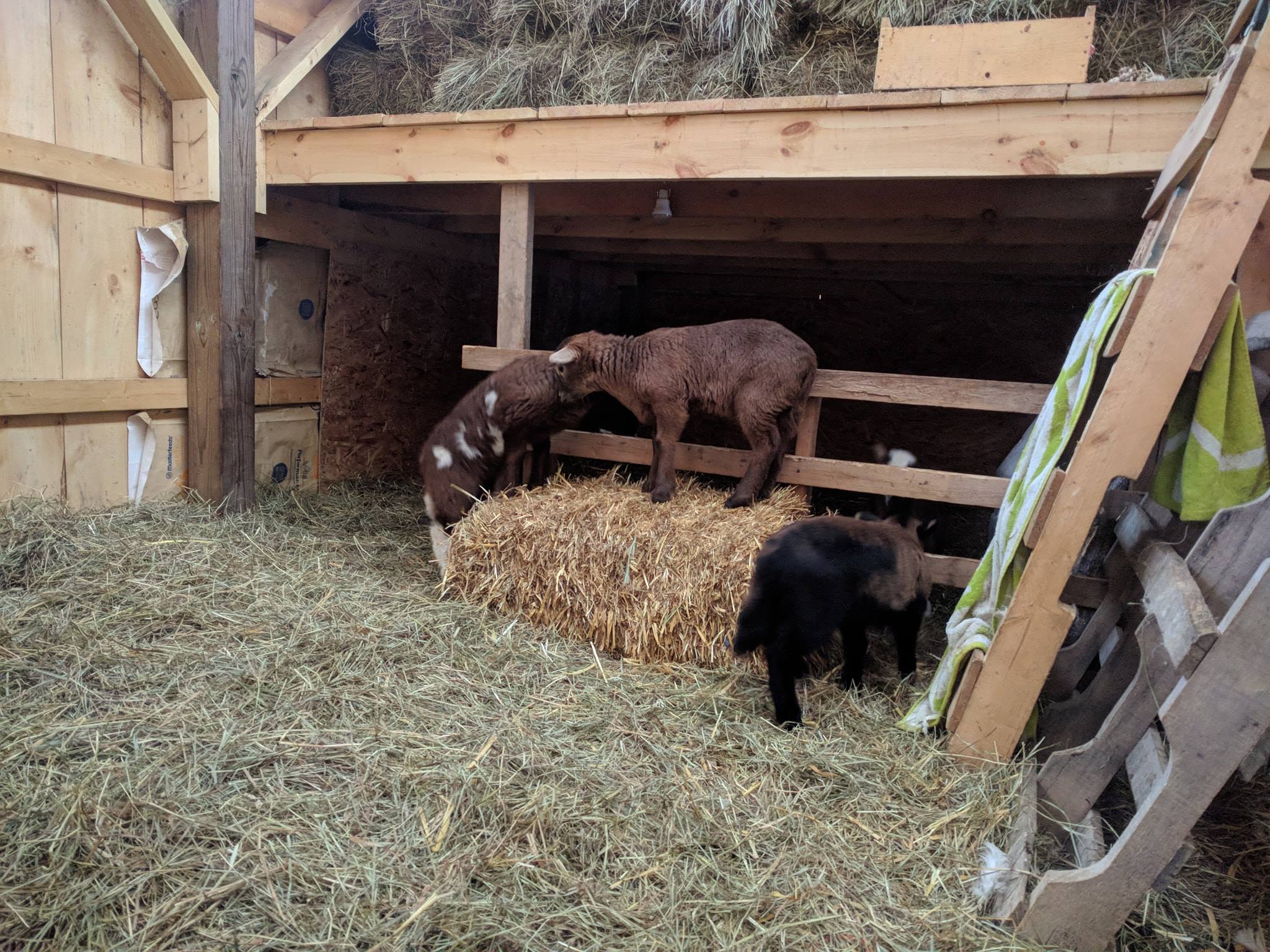 Life at Springbrook Acres Homestead