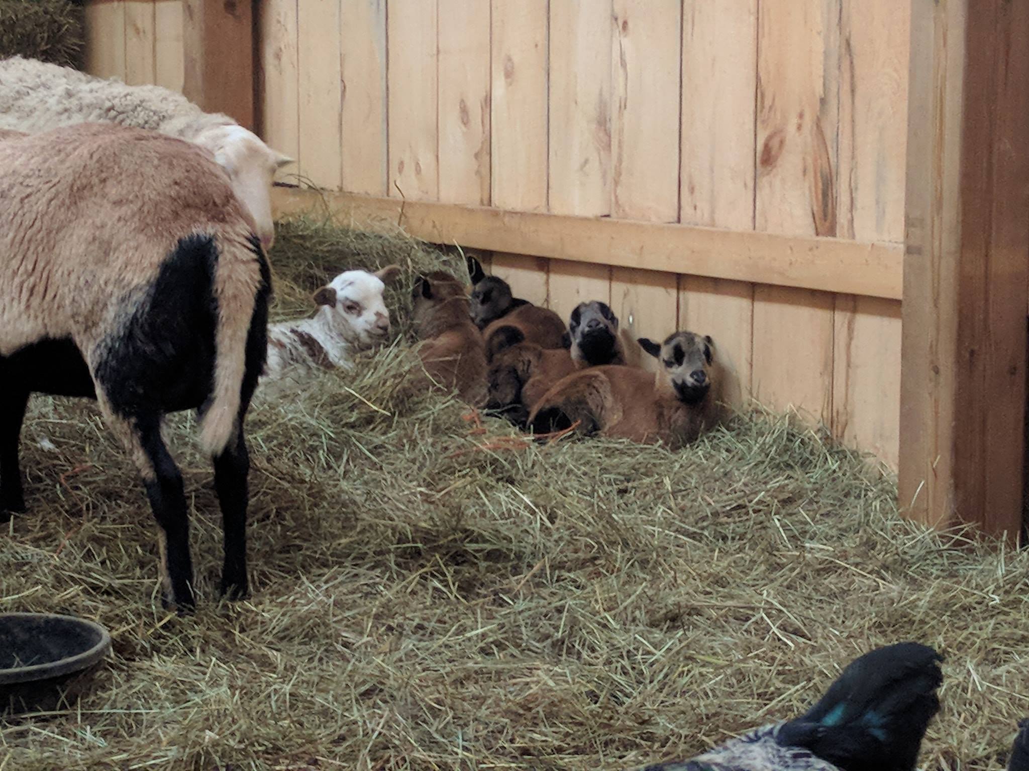 Life at Springbrook Acres Homestead