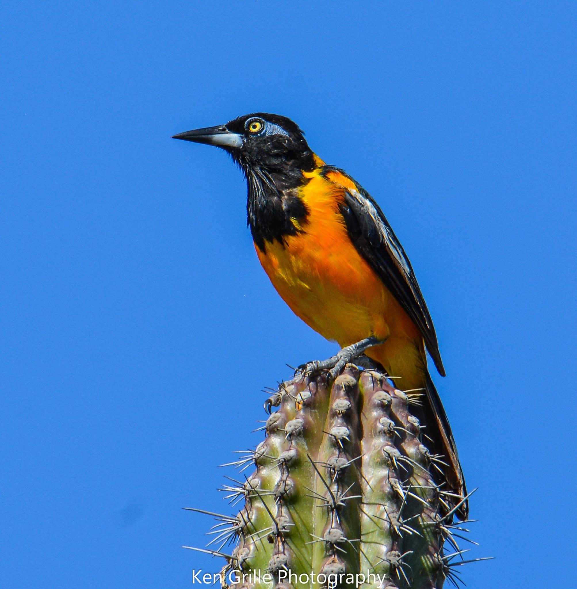 Venezuelan troupial bird in Aruba