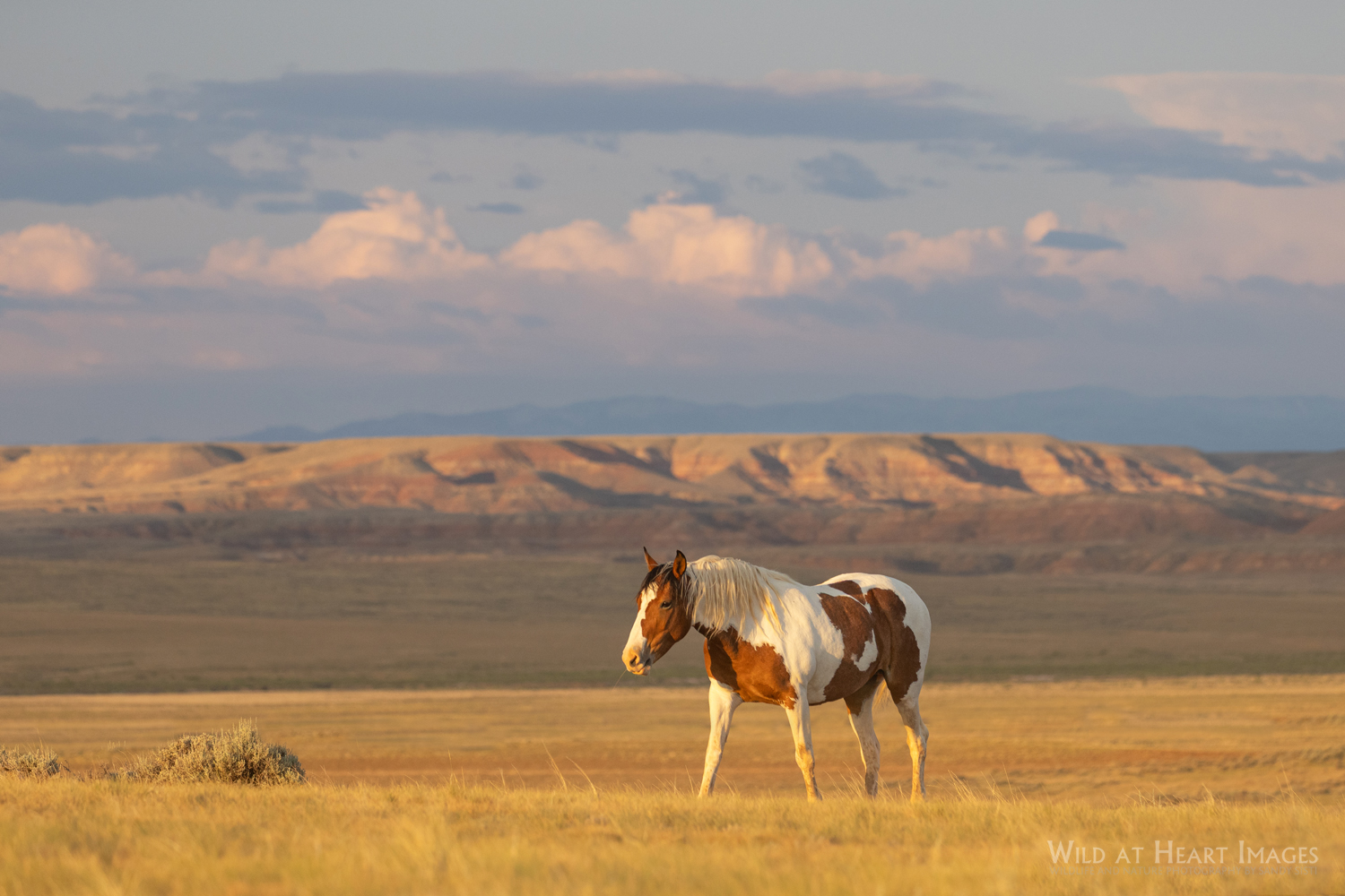 Wild - The lovely mare, Taurus, makes her way across the prairie in the ...