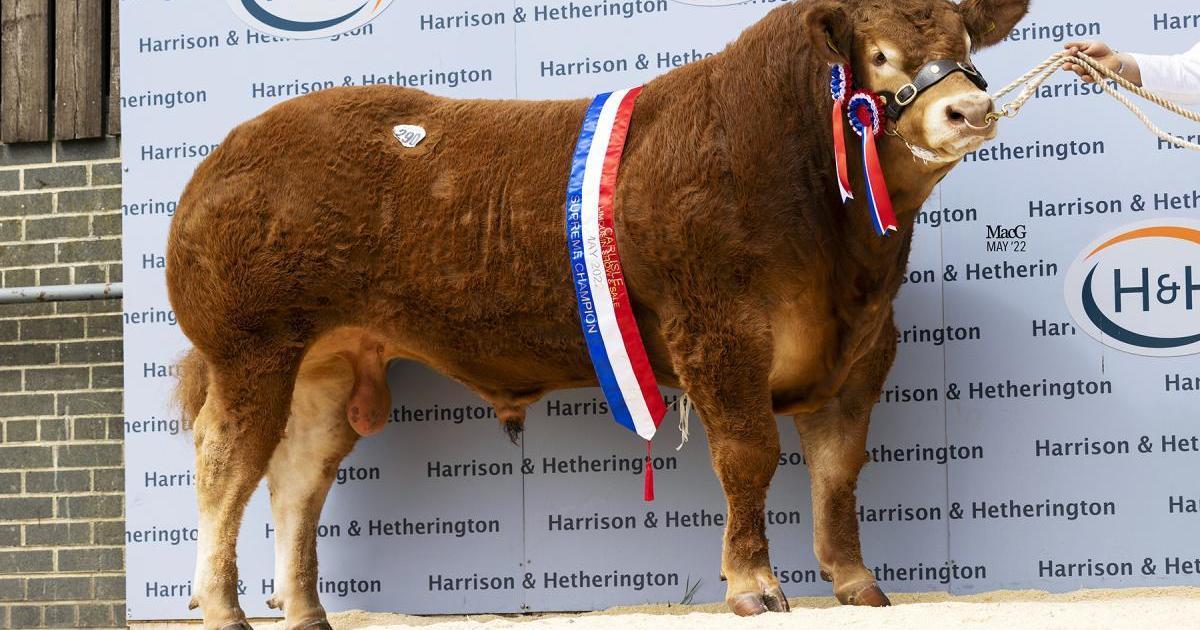 The Scottish - World-record Limousin bull Graiggoch Rambo inspires ...