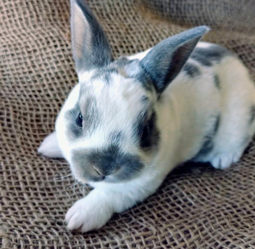 Midwest Rabbits | Located near Maxwell, Nebraska | Facebook