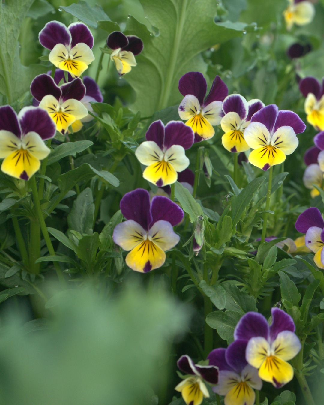 Do you recognize these flowers? Here's a hint: they start with the