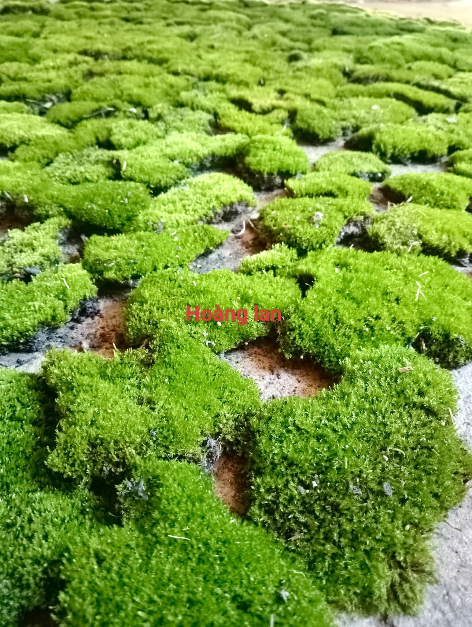 Hội mê rêu thủy sinh, rêu cạn Việt Nam | rêu nhung xanh đẹp tự nhiên ...