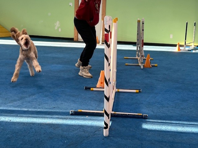ABC dog agility club | Saint John NB