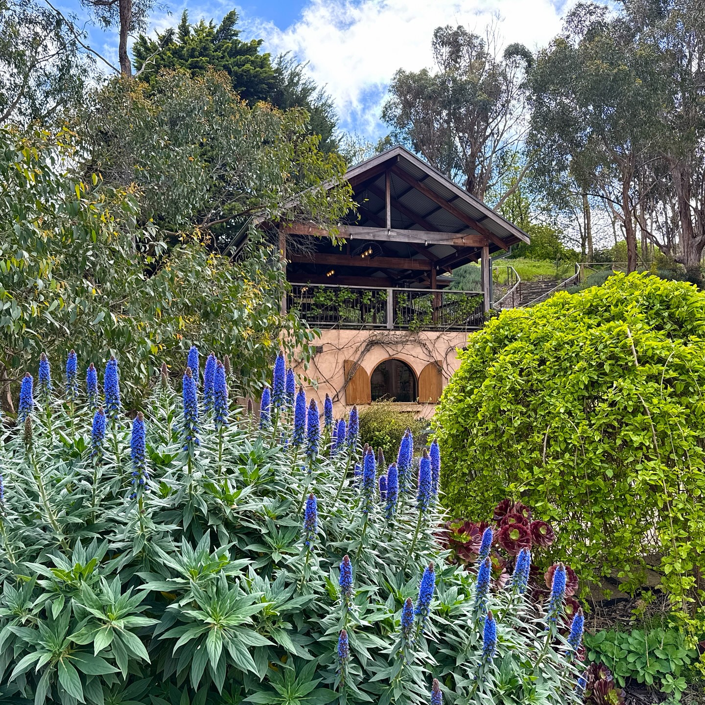 Between the Vines Vineyard and Cellar Door | Longwood SA