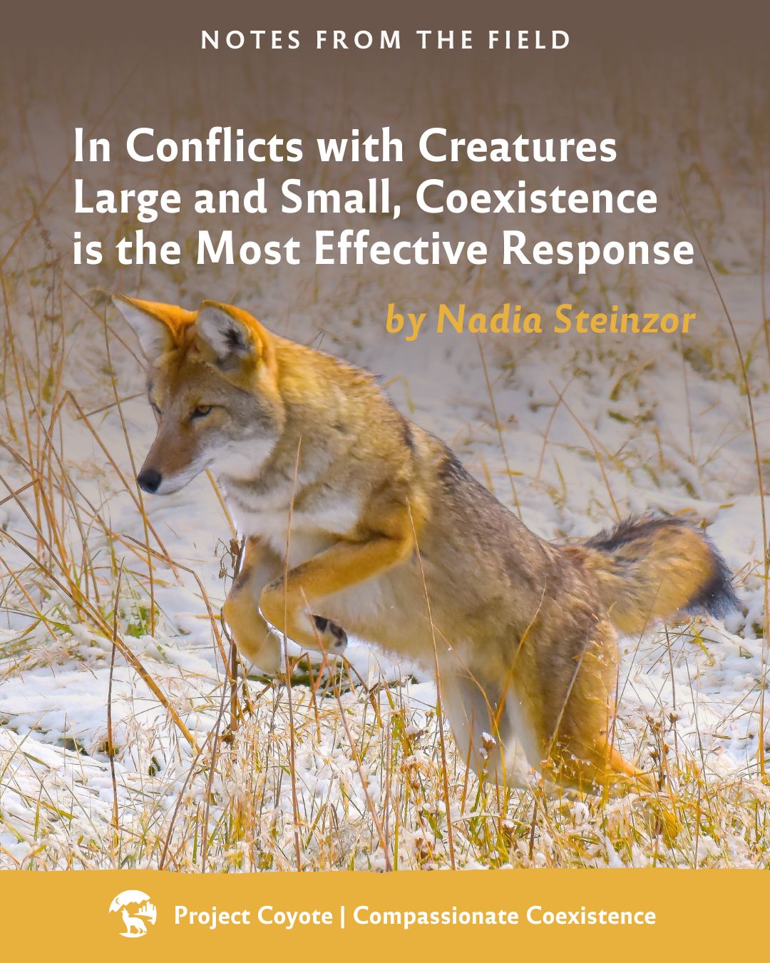Project - When conflicts with wildlife arise, there are better ways to ...