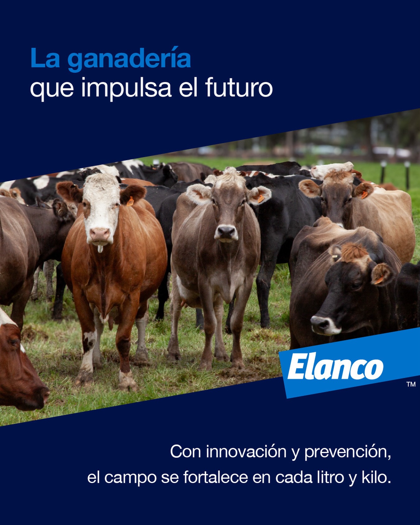 Elanco - Paylean™ 20🐖 Efectivo para el incremento de la tasa de ...