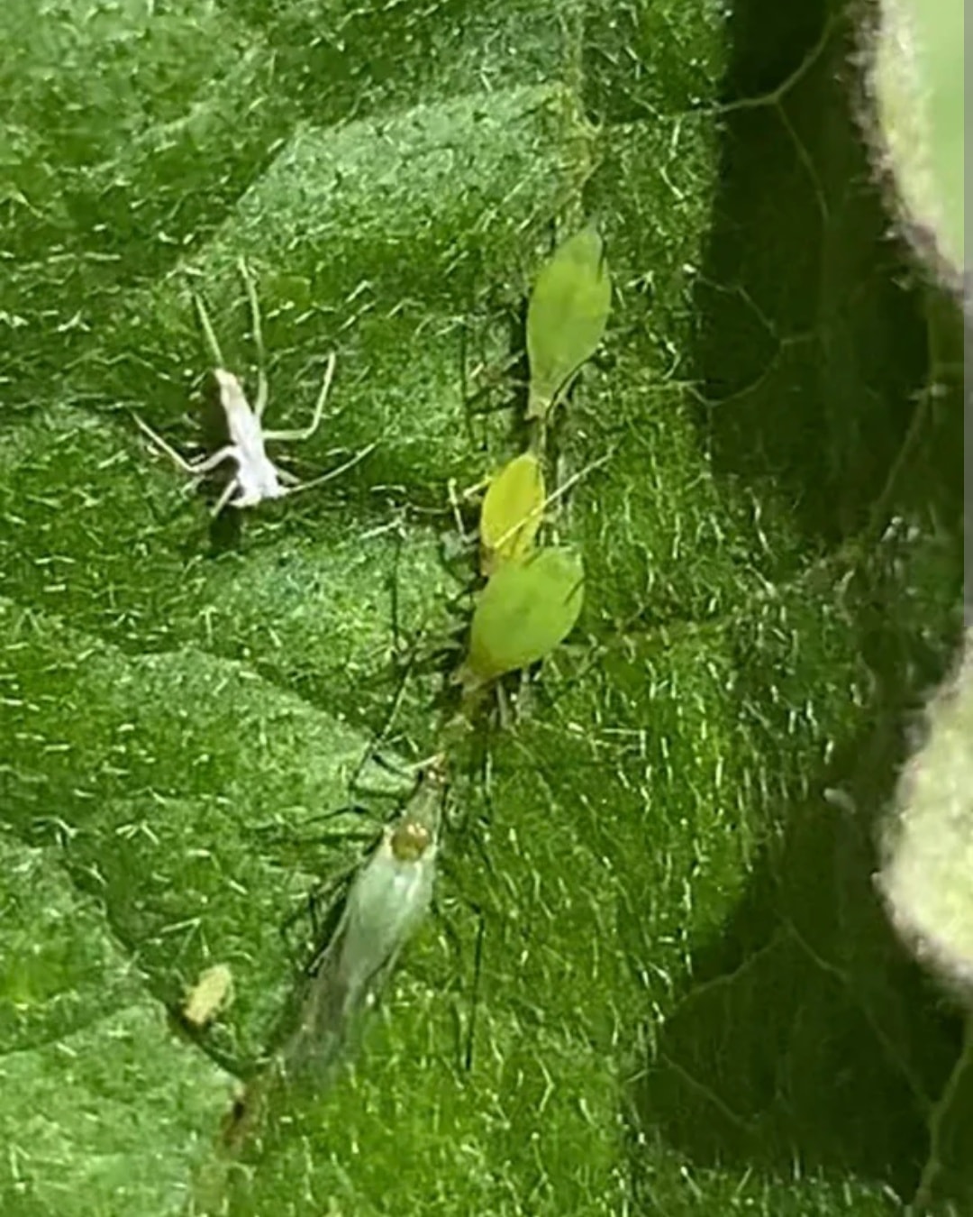 Greenbush - 🪴 Aphids Alert! What You Need to Know 🐛🌿 It’s a big year ...