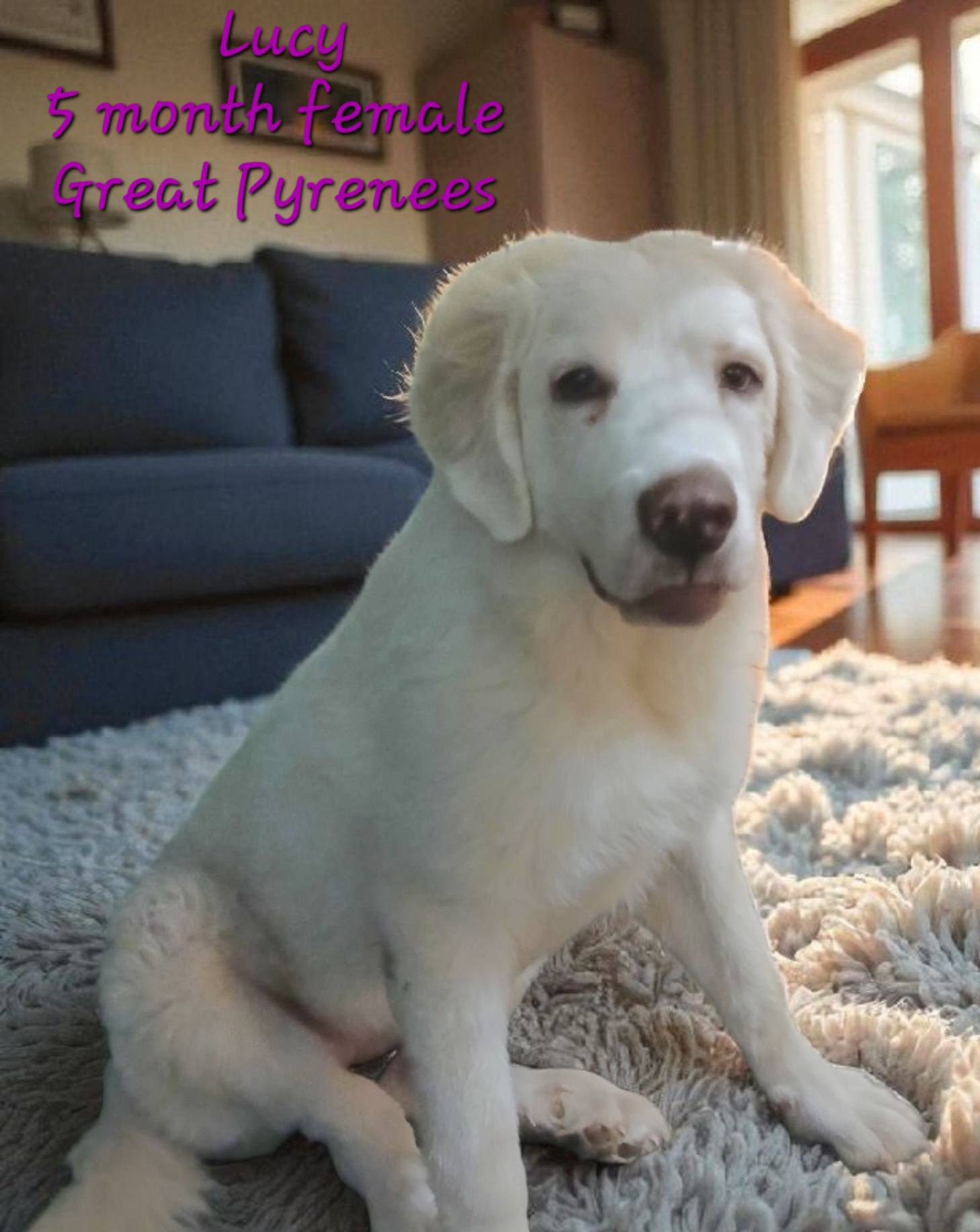 Ricky's... - Ricky's Rascals Animal Rescue and Adoption