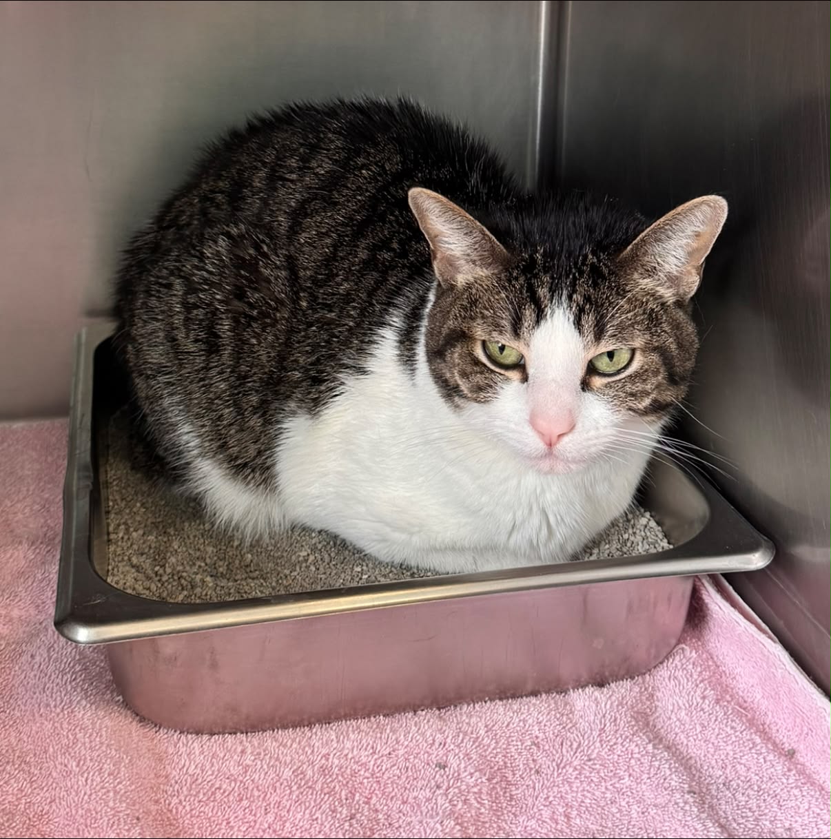 Rio - 28829 - Zoey, DSH, brown tabby/white, likely female, likely