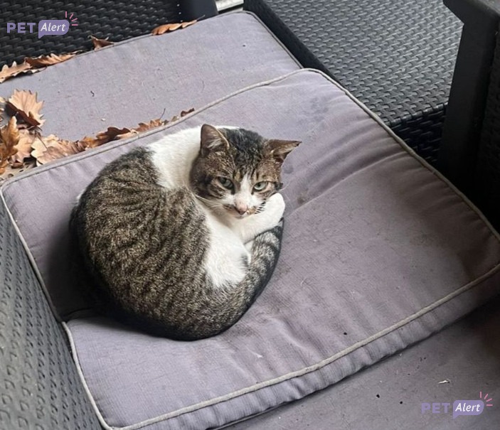 pet-trouv-chat-blanc-et-tigr-clichy-sous-bois-07-12-2025-ne-porte