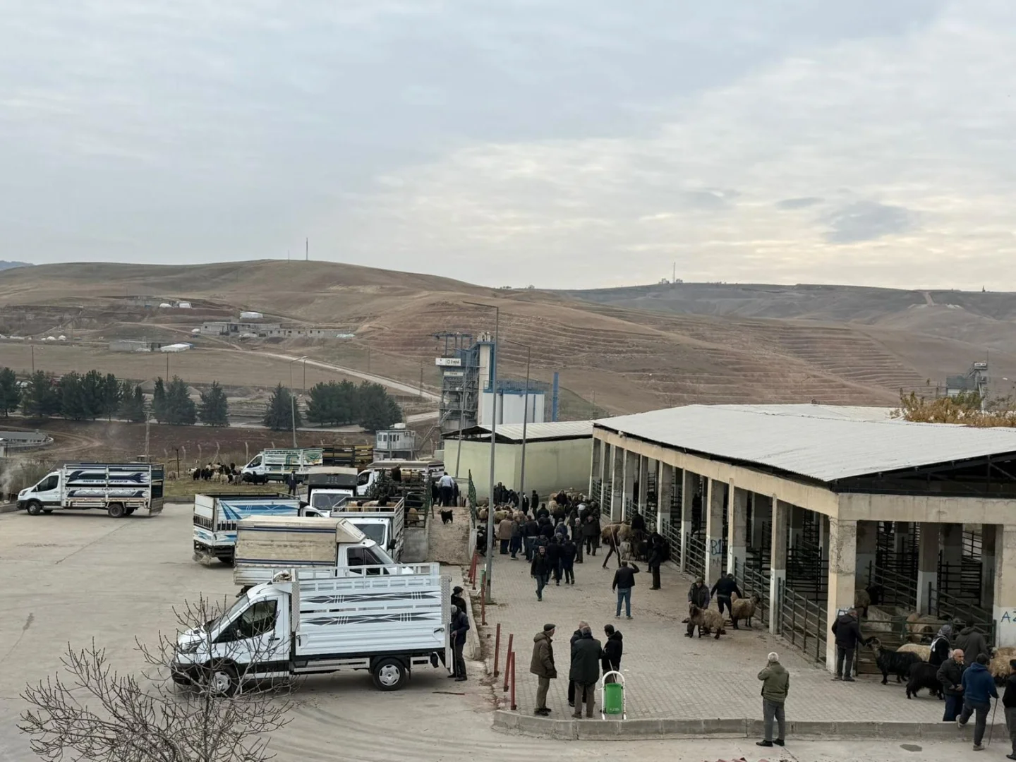 Siirt Hayvan Pazarı yeniden hizmete açılmıştır! Siirt Belediyesi Veter