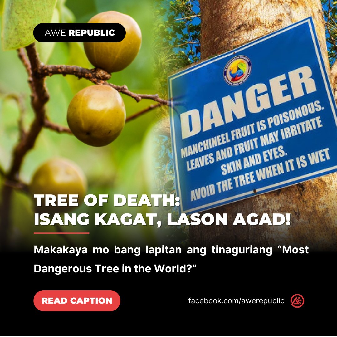 Awe - ⚠️ Huwag lalapit, nakamamatay! Meet the Manchineel tree ...