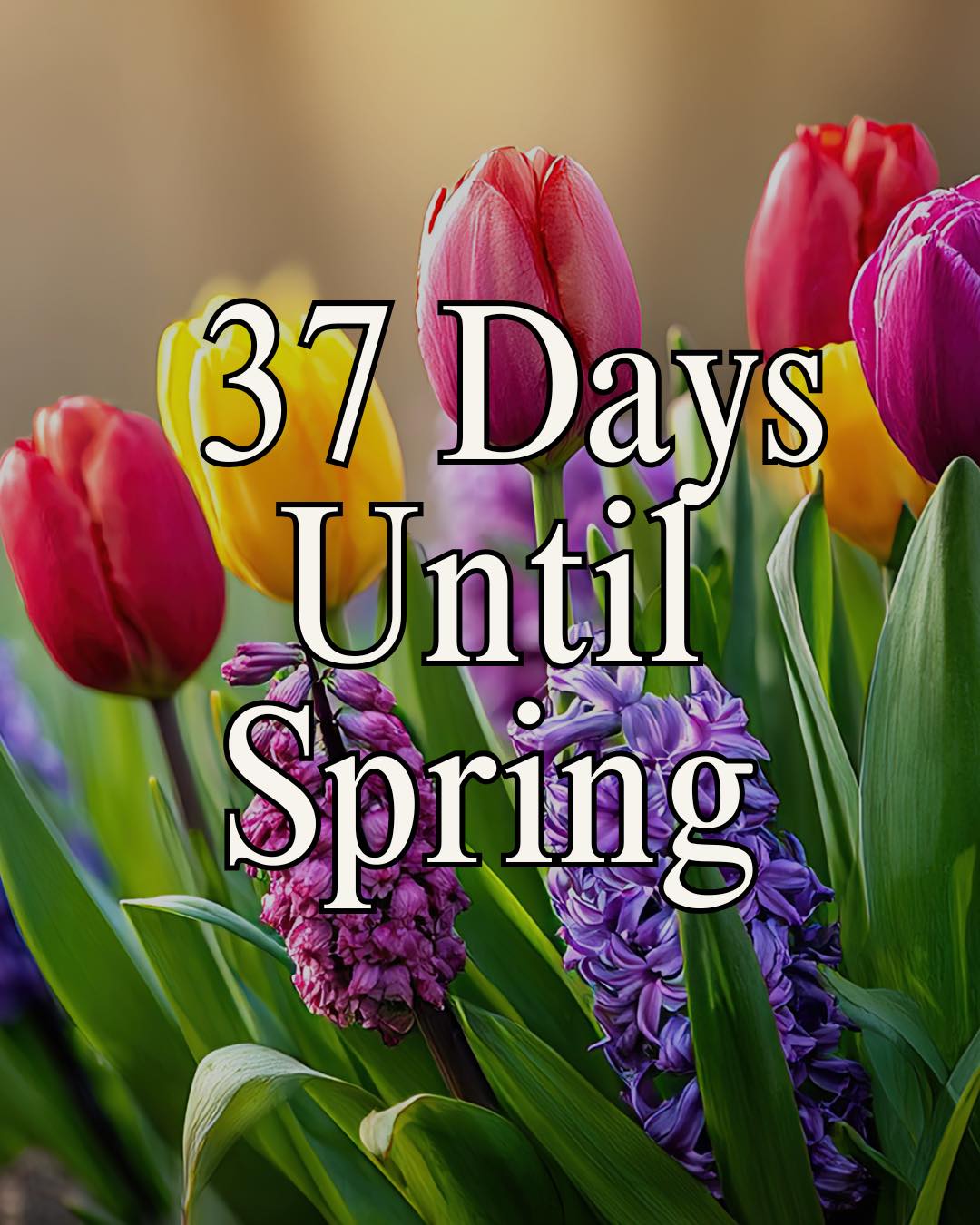 Flowers - Only 37 more days to go until Spring is back ☀️🌷🪻 | Facebook