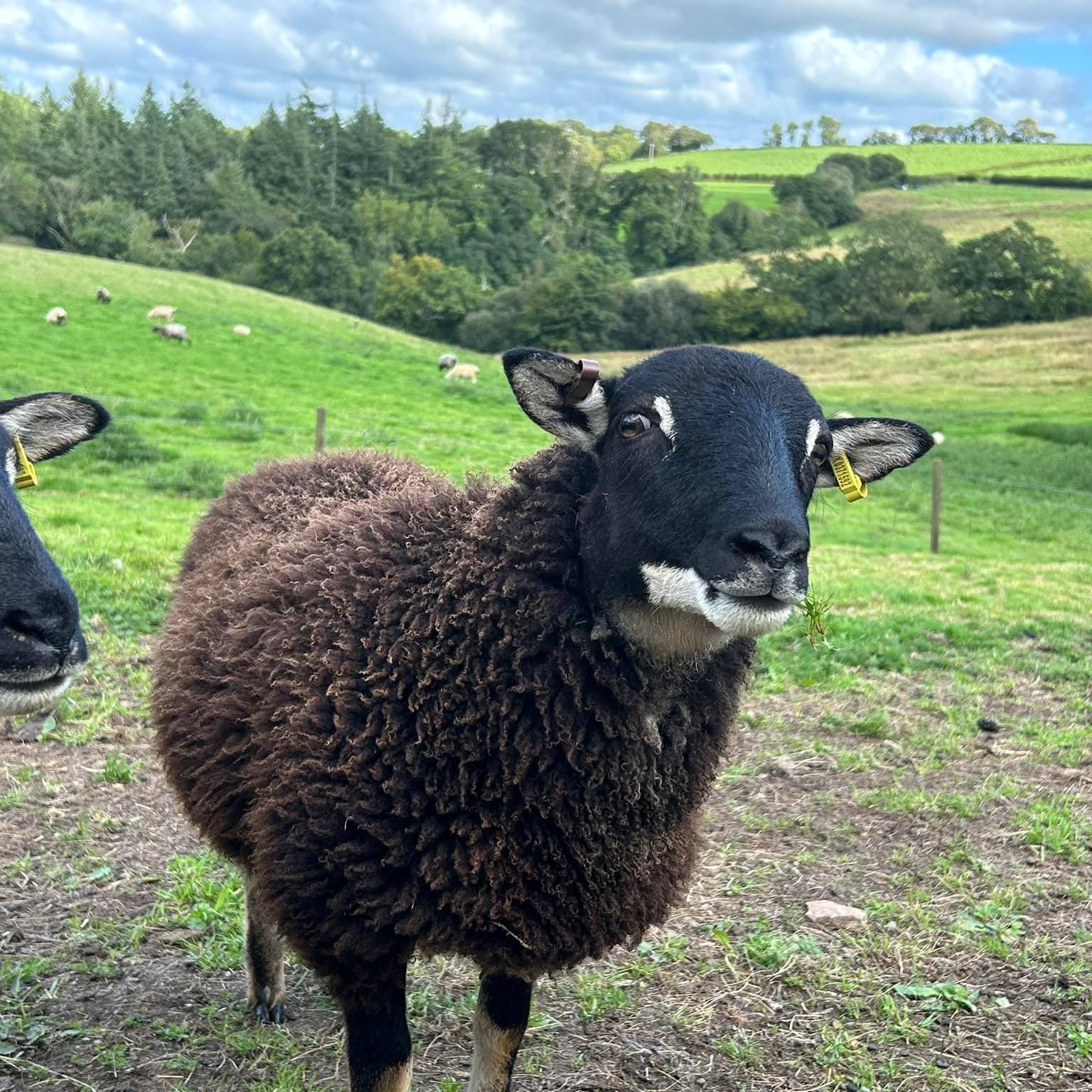 Sheep farmers UK | Iodine deficiency in Ewes… we are considerably low ...