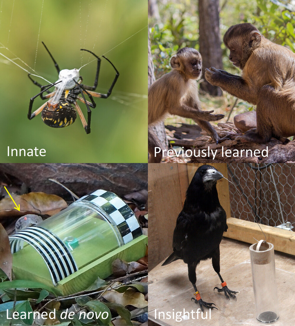 Royal - These Biology Letters authors propose a framework that can be ...