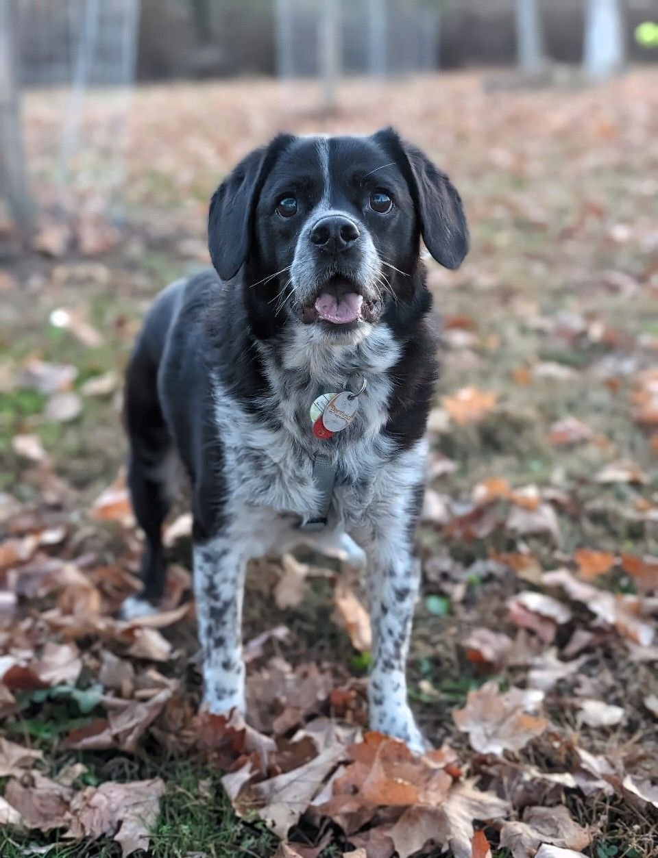 Lost dog near 14th pl and skyline in Salem