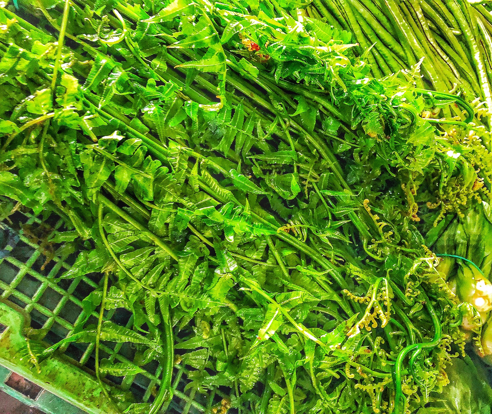 Eat and Cook - FIDDLEHEADl FERN (PUCUK PAKU) Paku...
