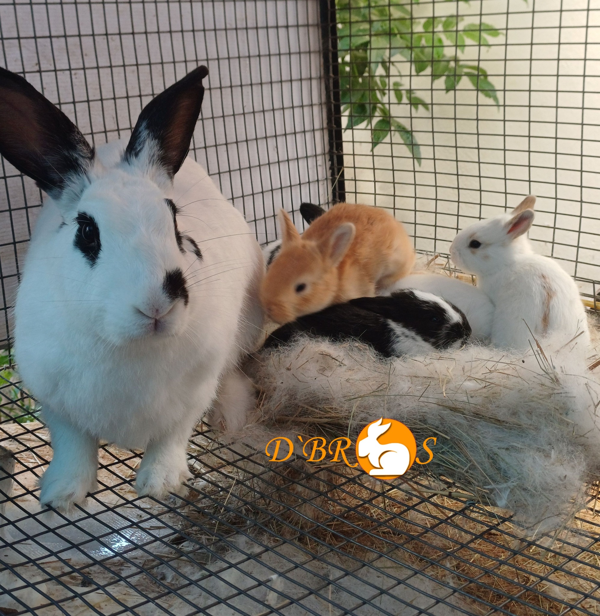 D'Bros Rabbitry - 🔥 Opportunity for Rabbit Farmers &... | Facebook
