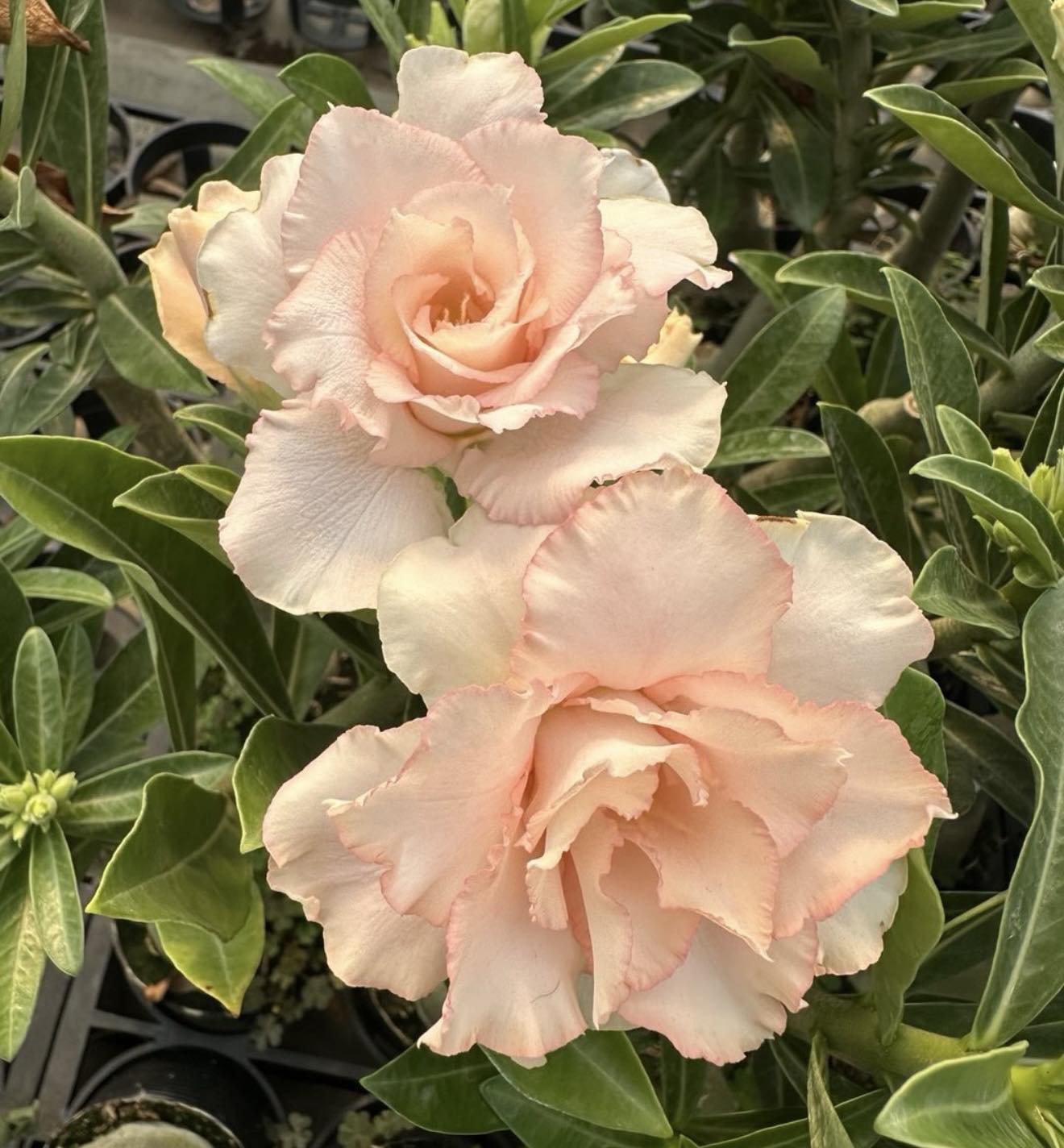 KKE - 🌸 Great Evening from our Adenium Collection Brighten up your ...