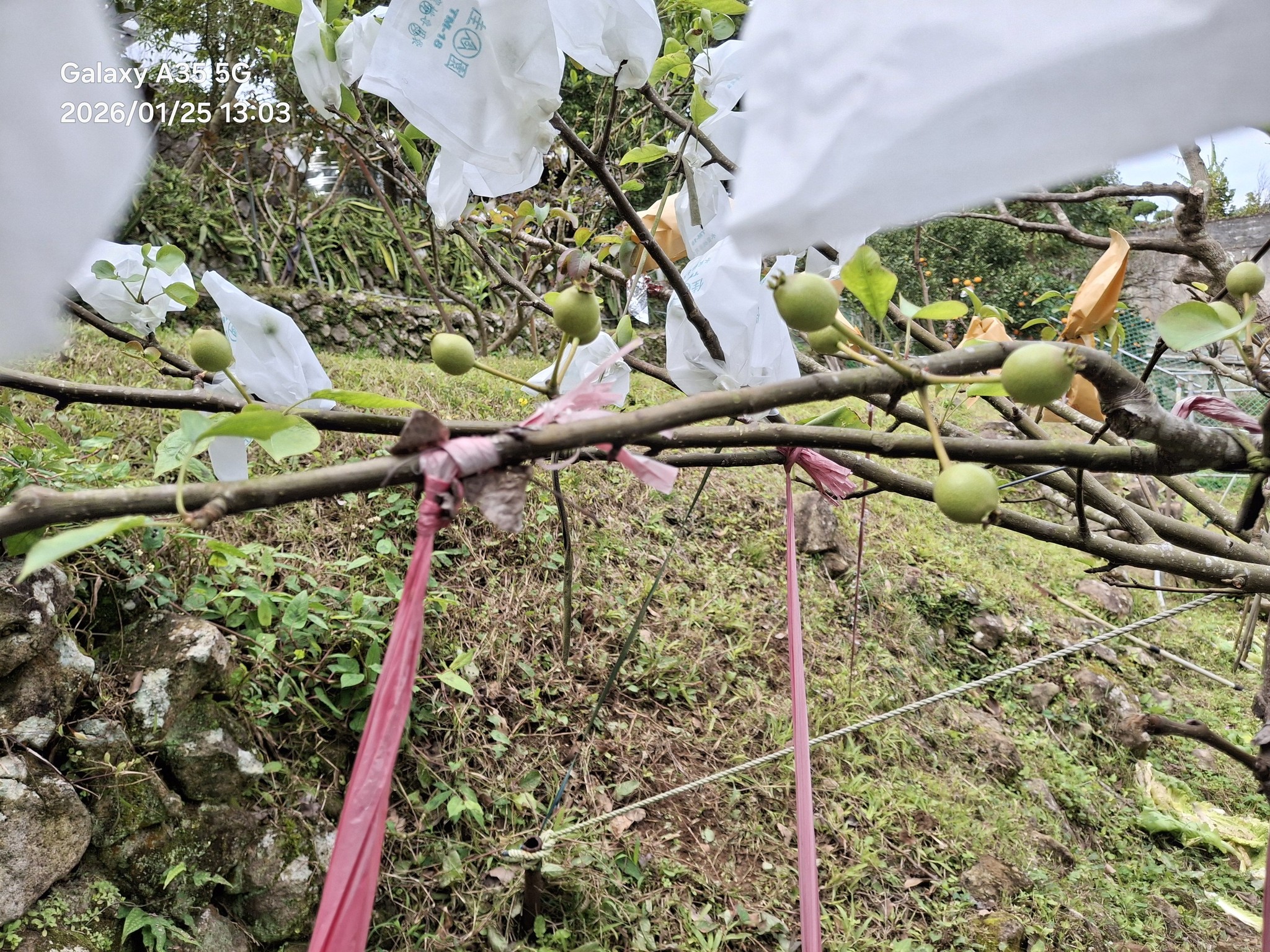 白福農場
