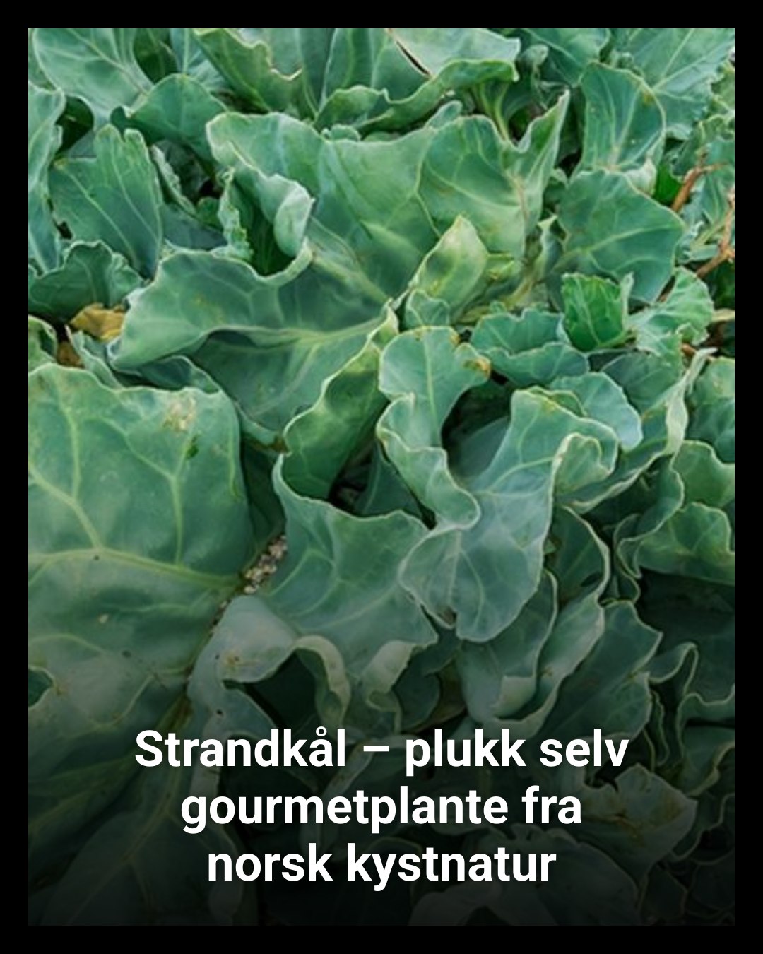 Dagens.no - Denne robuste, flerårige planten med bølgete blågrønne ...