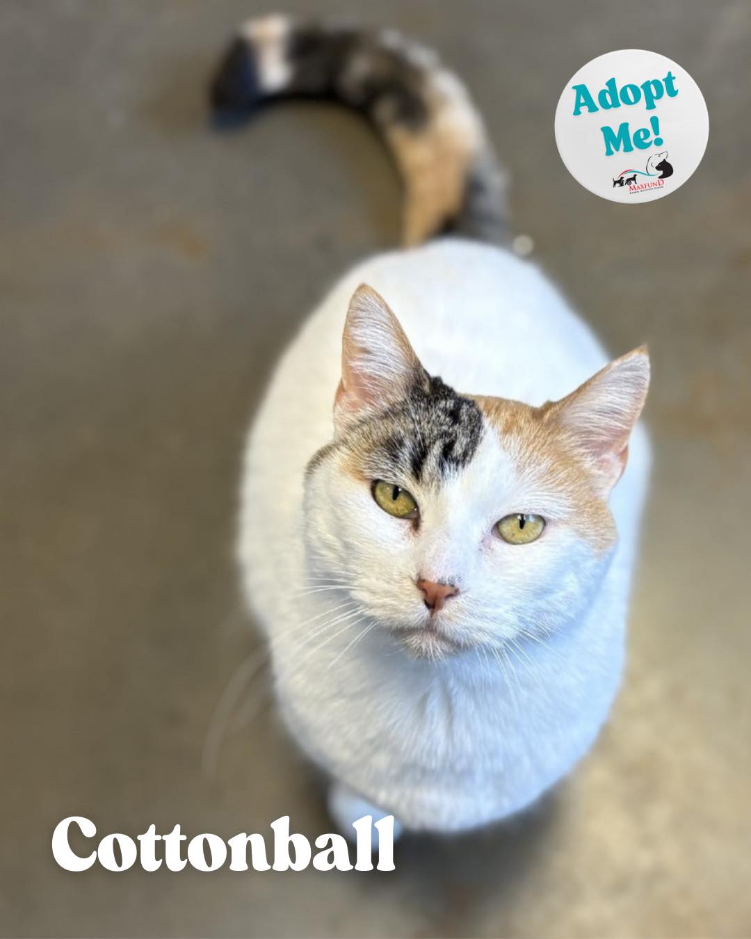 MaxFund No-Kill Animal Shelter and Adoption Center | Denver CO
