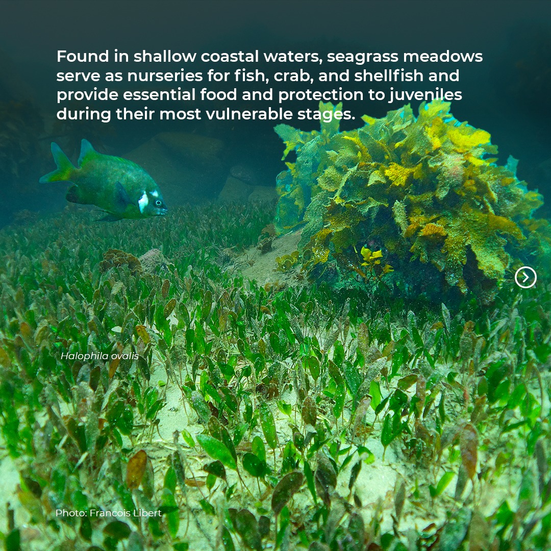 ASEAN Centre for... - ASEAN Centre for Biodiversity