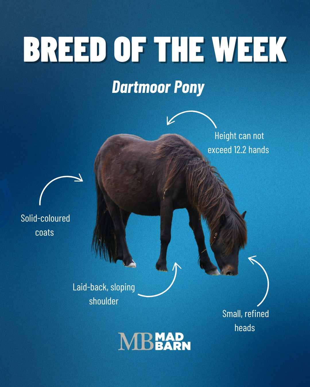 Mad - 🌟 Breed of the Week: Dartmoor Pony🌟 🇬🇧Meet the Dartmoor Pony, a ...