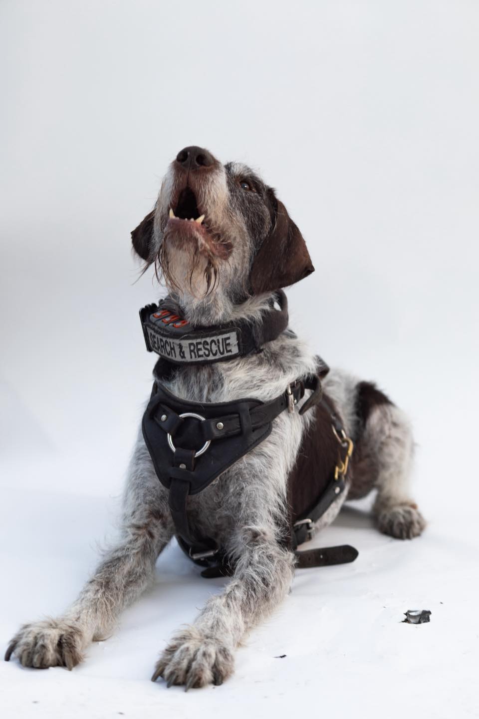 FVVFD SaR K9 Merle Haggard