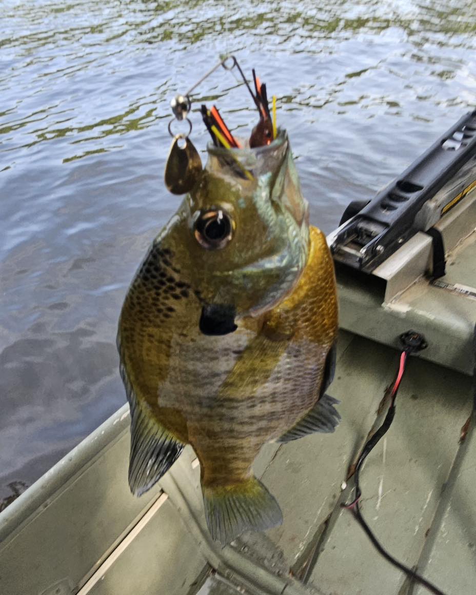 bear fishing pole 3ft holding a Rod (Fish SOLD Separate) Wipe clean with a Color:TRO Shiner (TRO Exclusive) type_cleaning-supplies Gambler EZ Weighted Hooks