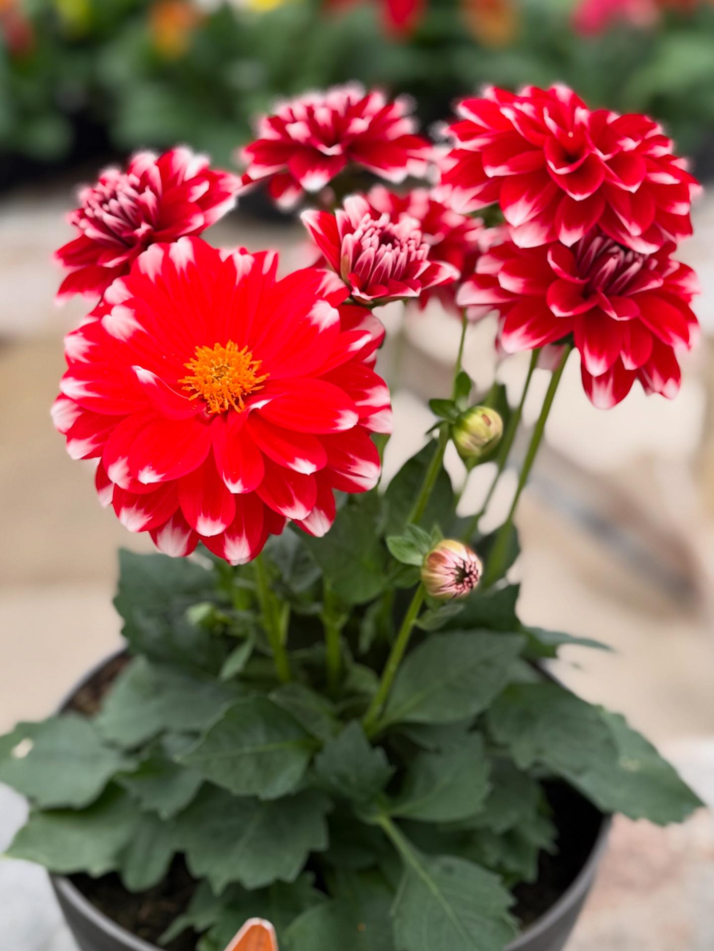 Redefined Roots Garden & Greenhouse