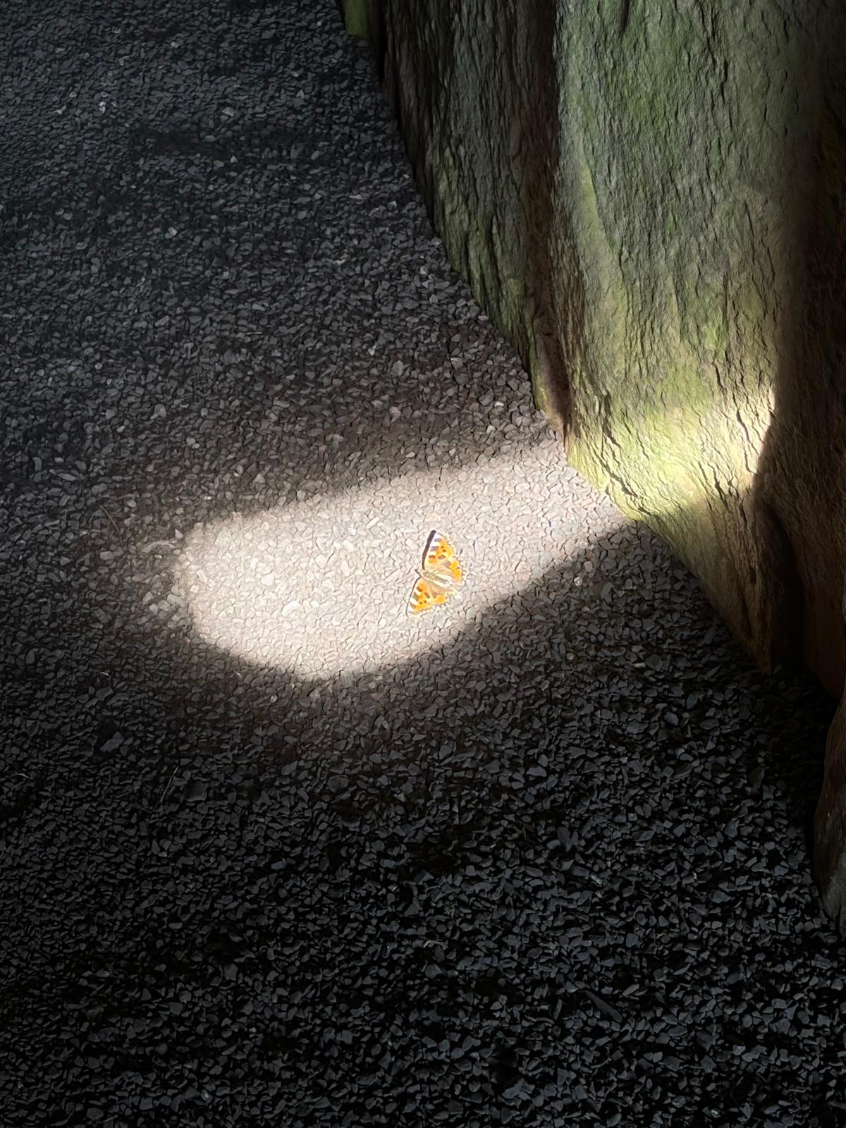 Basking in the sunshine, a Butterfly resting in the only patch of 