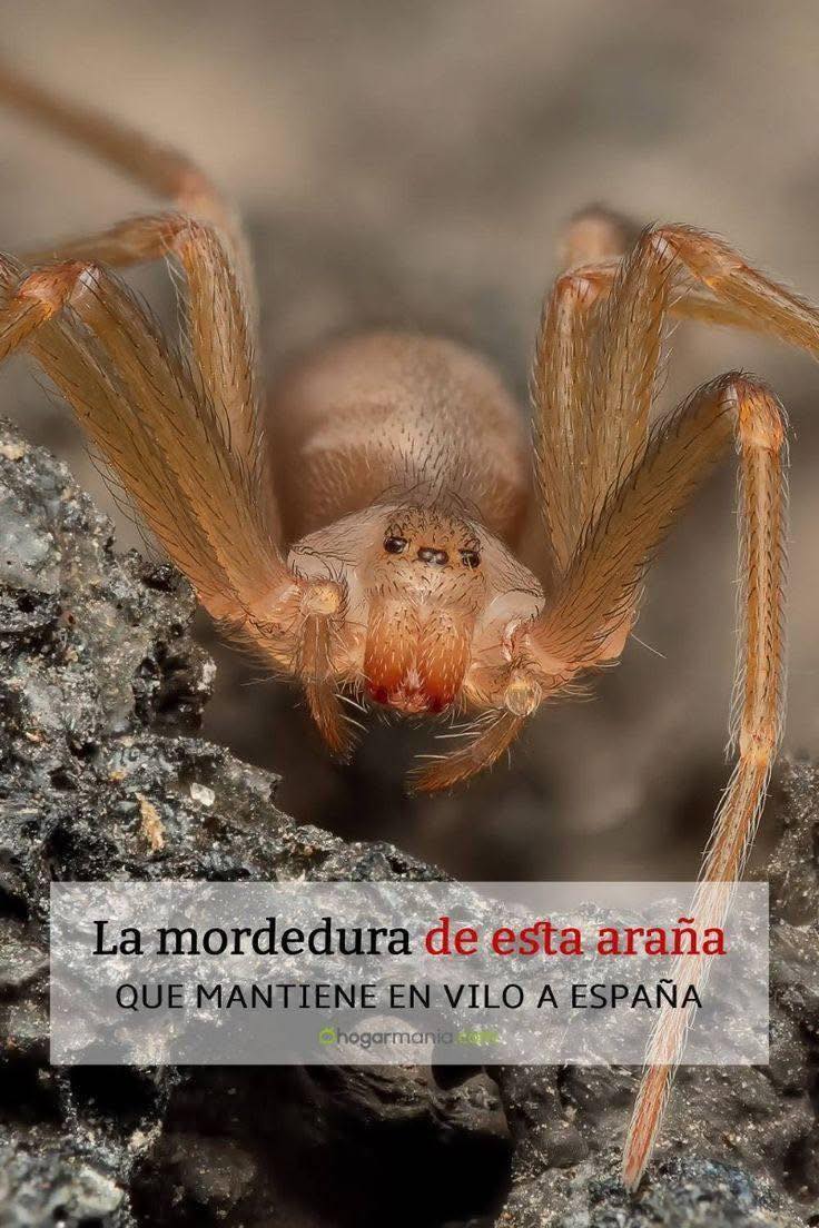 Transmite - LA ARAÑA VIOLINISTA, también llamada reclusa chilena, araña ...